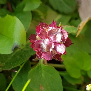 Photographie n°2504629 du taxon Prunella vulgaris L.