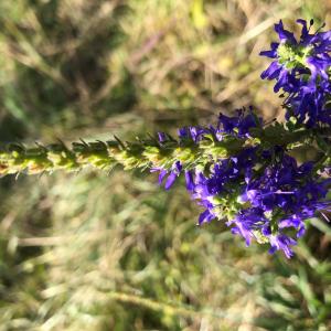 Photographie n°2504664 du taxon Veronica spicata L. [1753]