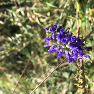 Photographie n°2504665 du taxon Veronica spicata L. [1753]