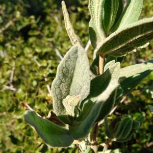 Photographie n°2504669 du taxon Cistus albidus L. [1753]