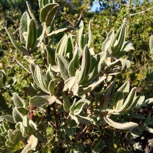 Photographie n°2504670 du taxon Cistus albidus L. [1753]