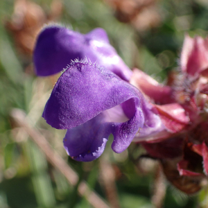 Photographie n°2504710 du taxon Prunella hastifolia Brot.