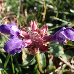 Photographie n°2504713 du taxon Prunella hastifolia Brot.