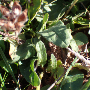 Photographie n°2504715 du taxon Prunella hastifolia Brot.