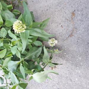 Photographie n°2504732 du taxon Centranthus ruber (L.) DC.