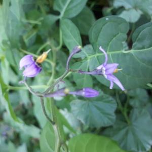 Photographie n°2504740 du taxon Solanum dulcamara L.