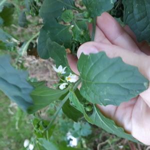 Photographie n°2504742 du taxon Solanum nigrum L.