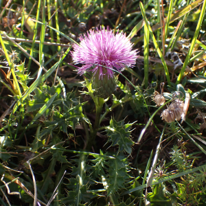 Photographie n°2504779 du taxon Cirsium acaulon (L.) Scop.