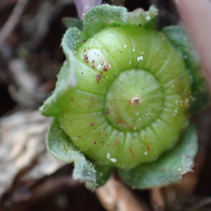 Photographie n°2504788 du taxon Malva neglecta Wallr.