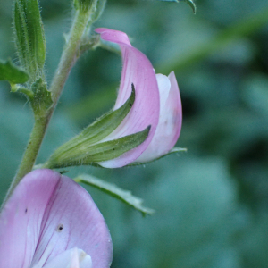 Photographie n°2504792 du taxon Ononis spinosa L.