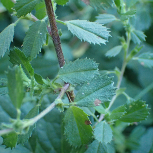 Photographie n°2504793 du taxon Ononis spinosa L.