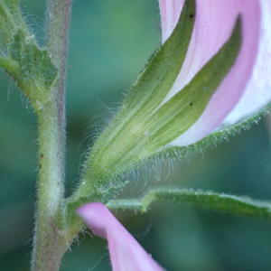 Photographie n°2504795 du taxon Ononis spinosa L.