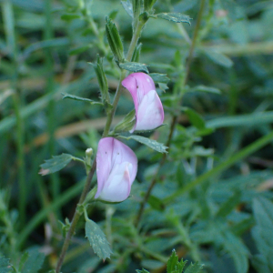 Photographie n°2504796 du taxon Ononis spinosa L.