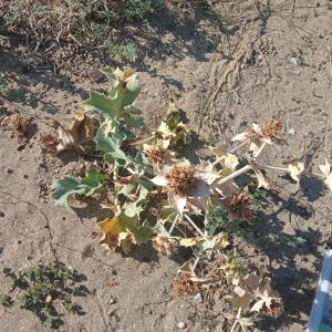 Photographie n°2504809 du taxon Eryngium maritimum L. 