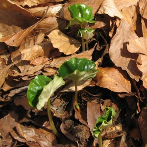 Photographie n°2504813 du taxon Fagus sylvatica L. [1753]