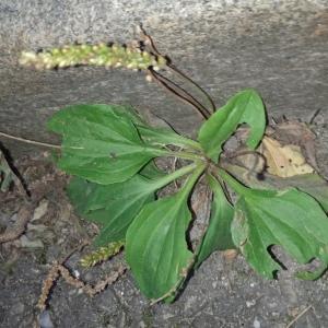 Photographie n°2504857 du taxon Plantago major L.