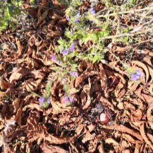 Photographie n°2504868 du taxon Echium vulgare L.