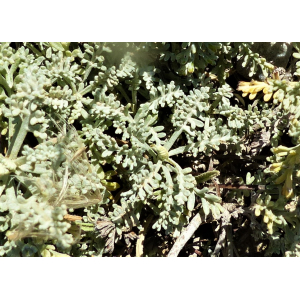 Artemisia caerulescens L. subsp. caerulescens (Armoise bleuissante)