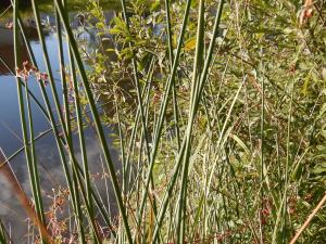 Michel Gaubert, le 15 octobre 2021 (Roanne (Canal de Roanne à Digoin, proximité autopont rte nationale 7.))