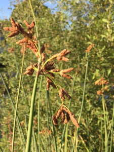 Michel Gaubert, le 15 octobre 2021 (Roanne (Canal de Roanne à Digoin, proximité autopont rte nationale 7.))