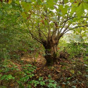 Photographie n°2505046 du taxon Platanus x hispanica Mill. ex Münchh. [1770]