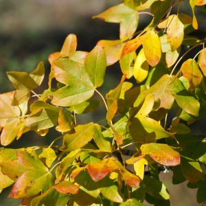 Photographie n°2505099 du taxon Acer monspessulanum L.