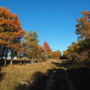 Photographie n°2505100 du taxon Acer monspessulanum L.