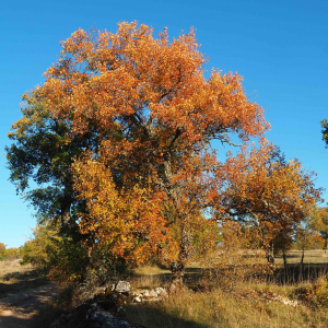 Photographie n°2505101 du taxon Acer monspessulanum L.