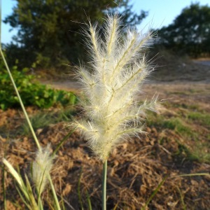 Photographie n°2505176 du taxon Bothriochloa barbinodis (Lag.) Herter