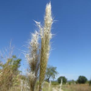 Photographie n°2505177 du taxon Bothriochloa barbinodis (Lag.) Herter