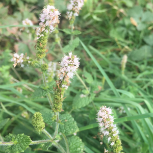 Photographie n°2505275 du taxon Mentha suaveolens Ehrh. [1792]