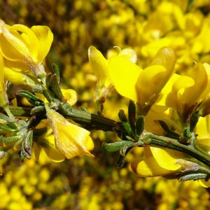 Photographie n°2505304 du taxon Genista pilosa L. [1753]