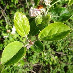 Photographie n°2505309 du taxon Malus domestica Borkh. [1803]