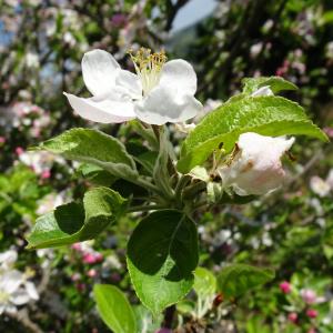 Photographie n°2505310 du taxon Malus domestica Borkh. [1803]