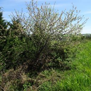 Photographie n°2505313 du taxon Malus domestica Borkh. [1803]