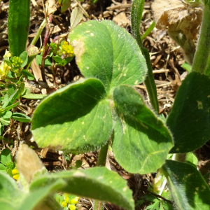 Photographie n°2505318 du taxon Trifolium incarnatum L. [1753]