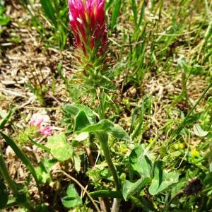 Photographie n°2505321 du taxon Trifolium incarnatum L. [1753]