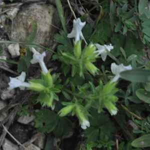 Photographie n°2505322 du taxon Stachys annua (L.) L.