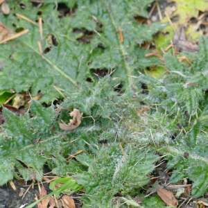 Photographie n°2505331 du taxon Cirsium vulgare (Savi) Ten.