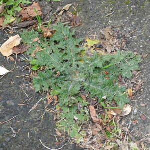 Photographie n°2505332 du taxon Cirsium vulgare (Savi) Ten.