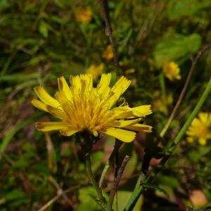 Photographie n°2505451 du taxon Hieracium virgultorum Jord. [1848]