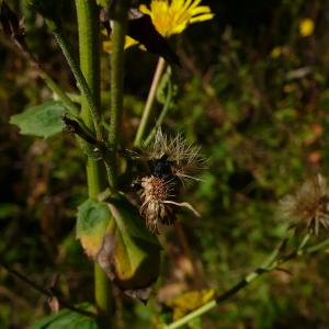 Photographie n°2505452 du taxon Hieracium virgultorum Jord. [1848]