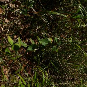 Photographie n°2505455 du taxon Hieracium virgultorum Jord. [1848]