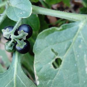 Photographie n°2505470 du taxon Solanum nigrum L.