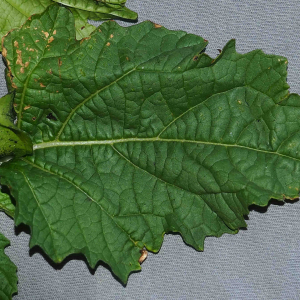 Photographie n°2505472 du taxon Nicandra physalodes (L.) Gaertn. [1791]