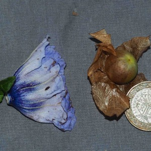 Photographie n°2505473 du taxon Nicandra physalodes (L.) Gaertn. [1791]