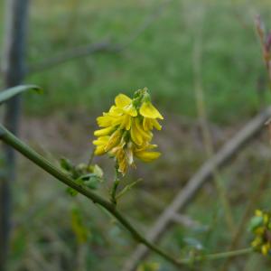 Photographie n°2505487 du taxon Trigonella altissima (Thuill.) Coulot & Rabaute [2013]