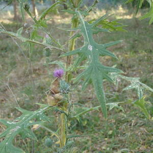Photographie n°2505514 du taxon Cirsium vulgare (Savi) Ten.