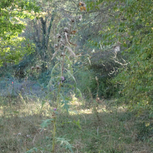 Photographie n°2505516 du taxon Cirsium vulgare (Savi) Ten.