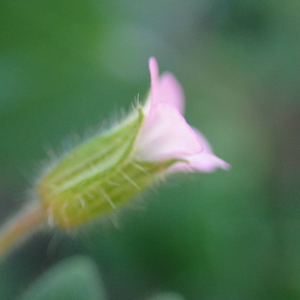 Photographie n°2505530 du taxon Geranium rotundifolium L.